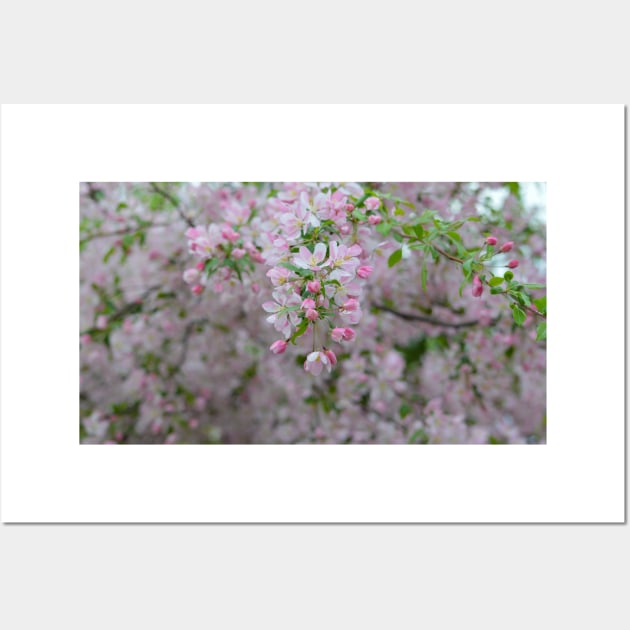 Pink Crab Apple Wall Art by Drgnfly4free